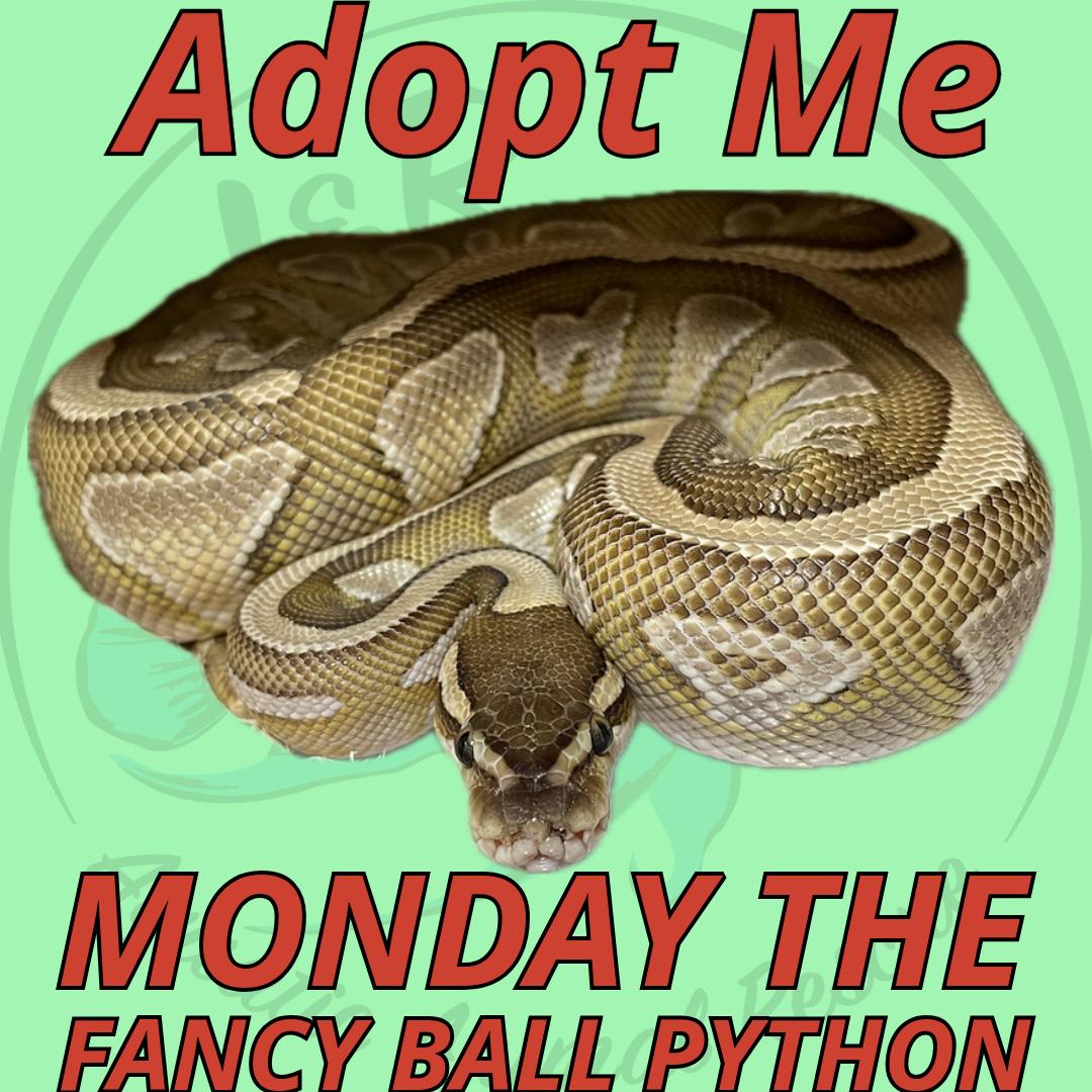 Snake for adoption - Monday the Fancy Ball Python, a Ball Python in ...