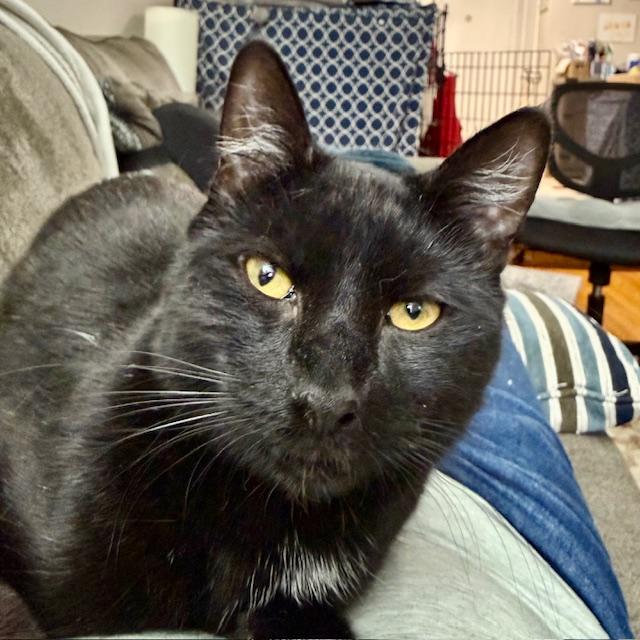 Enlarge Dusk - playful beautiful boy, a Adoptable Domestic Short Hair in Forest Hills, NY image 4/6