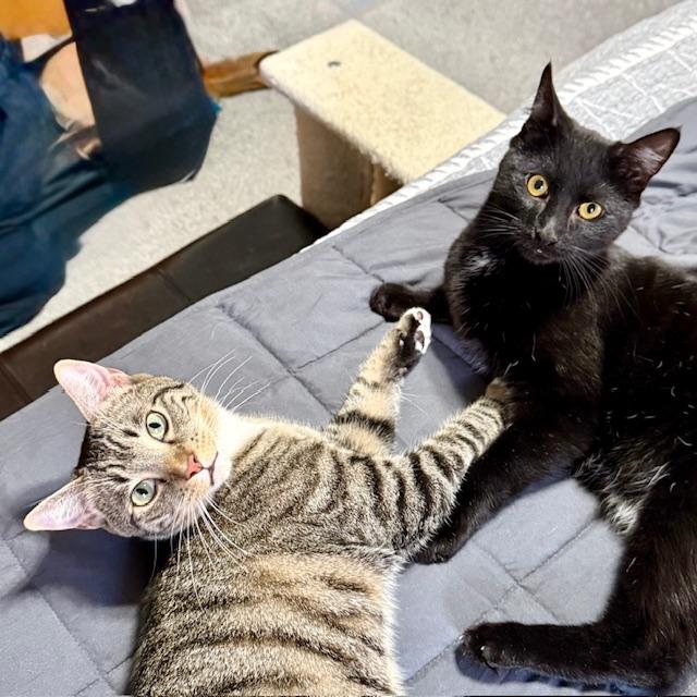 Enlarge Dusk - playful beautiful boy, a Adoptable Domestic Short Hair in Forest Hills, NY image 3/6