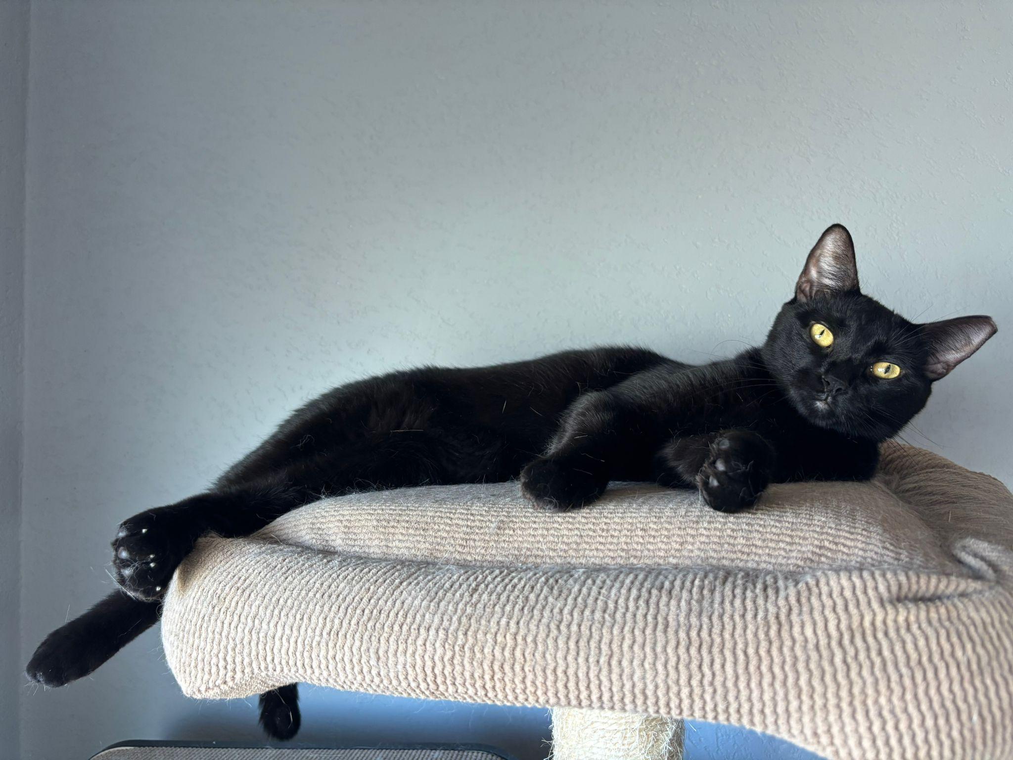 Enlarge Loki, a Adoptable Domestic Short Hair in Somerville, MA image 3/5