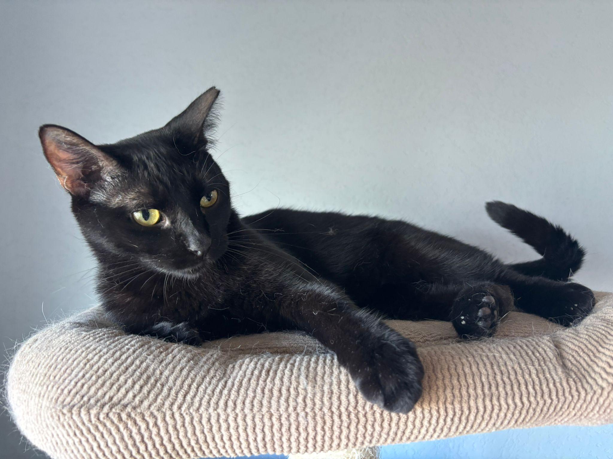 Enlarge Loki, a Adoptable Domestic Short Hair in Somerville, MA image 2/5
