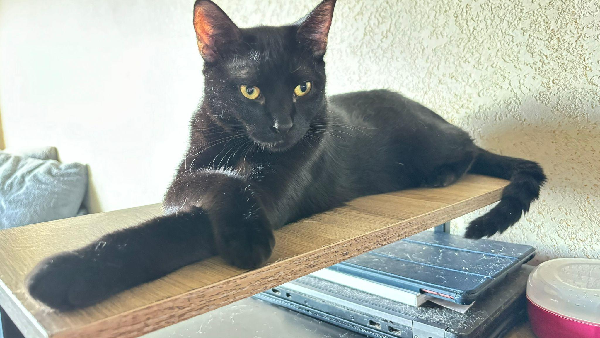 Enlarge Loki, a Adoptable Domestic Short Hair in Somerville, MA image 4/5