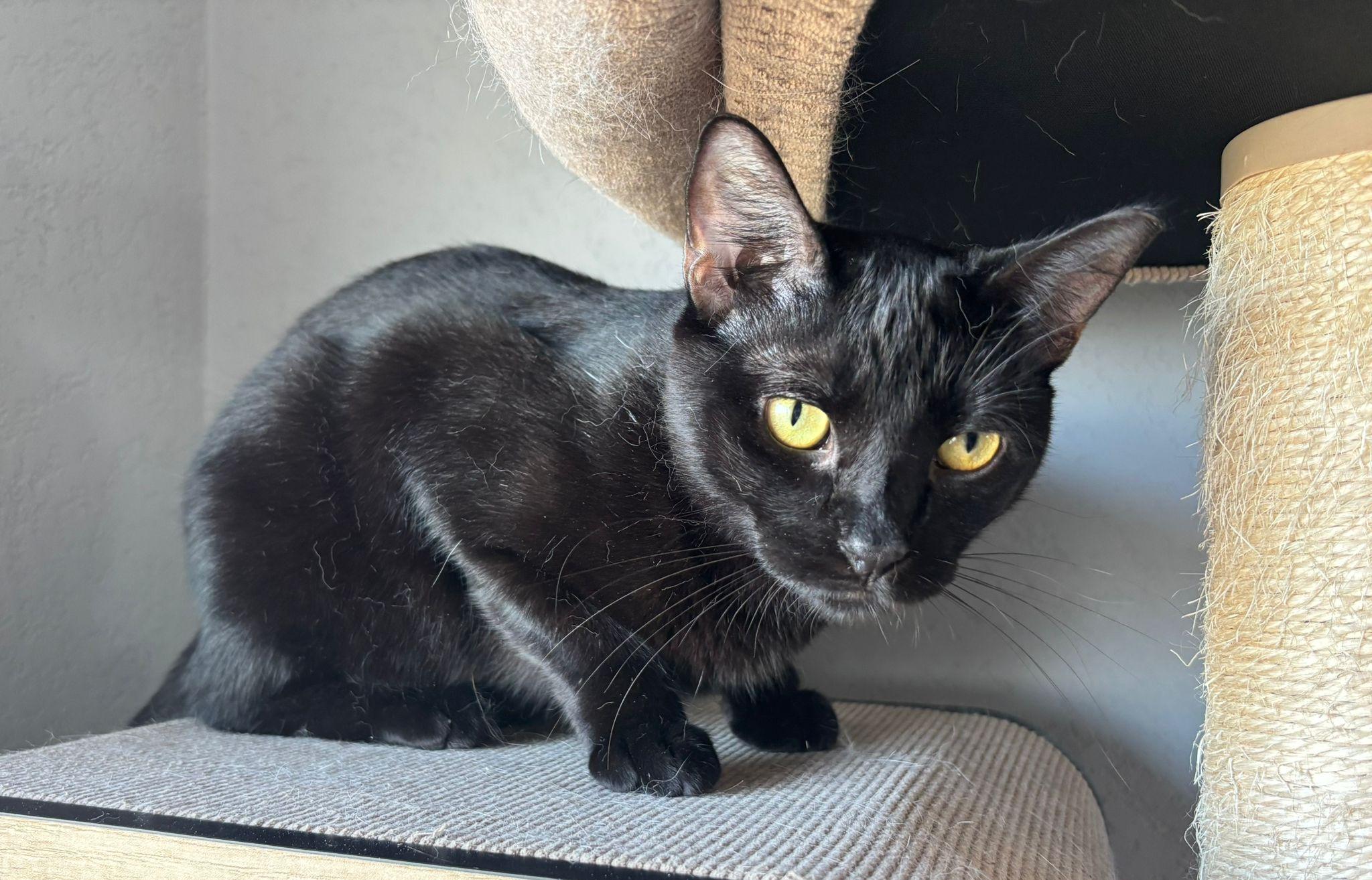 Enlarge Loki, a Adoptable Domestic Short Hair in Somerville, MA image 1/5