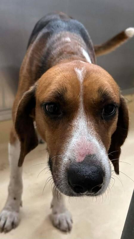 Sam, Adoptable, Adult Male Treeing Walker Coonhound.