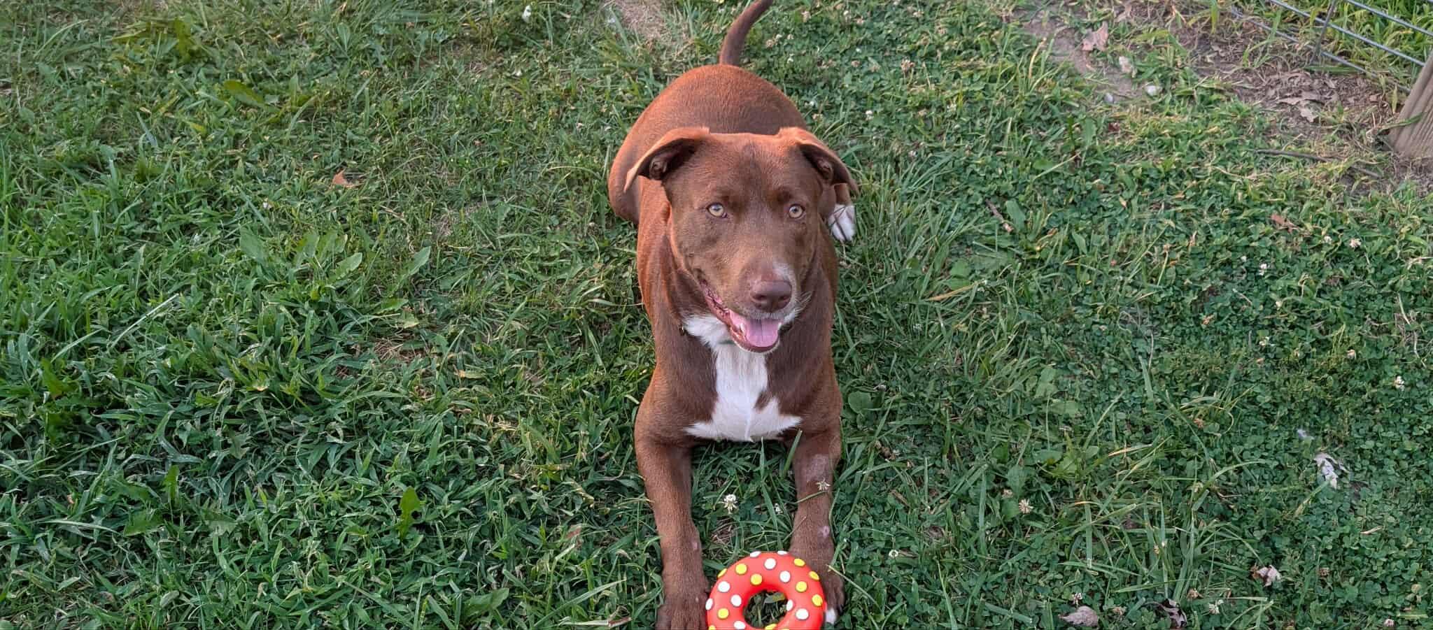 Fabio, a Adoptable mixed breed in Richmond, MO image 1/4