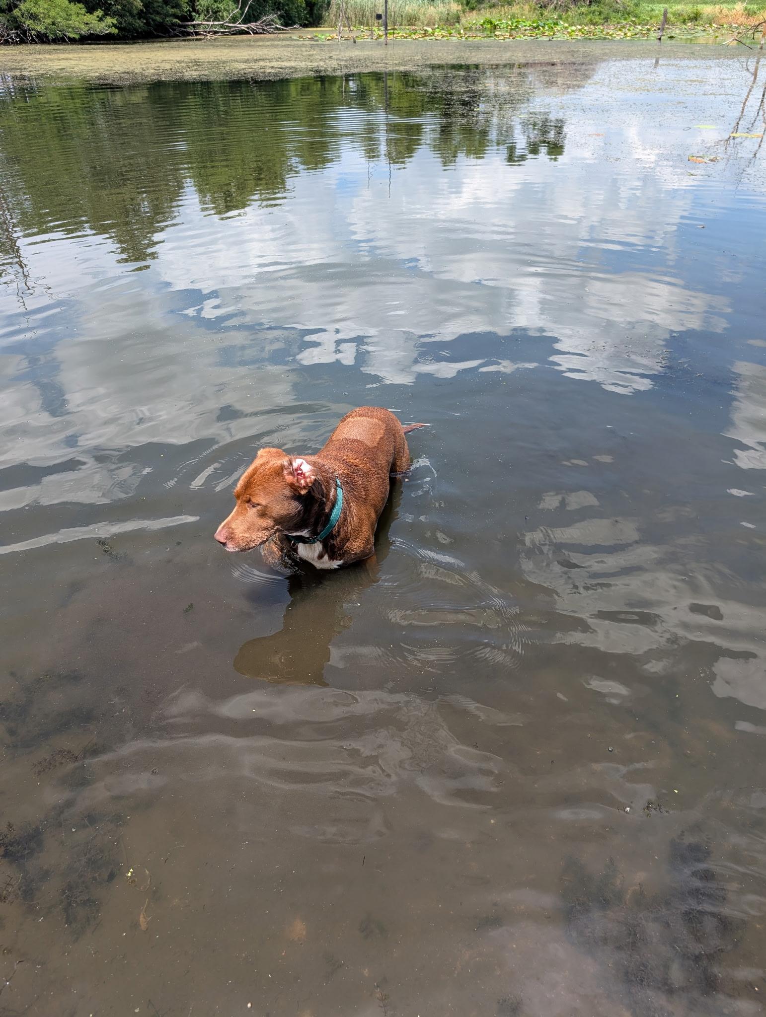 Fabio, a Adoptable mixed breed in Richmond, MO image 2/4