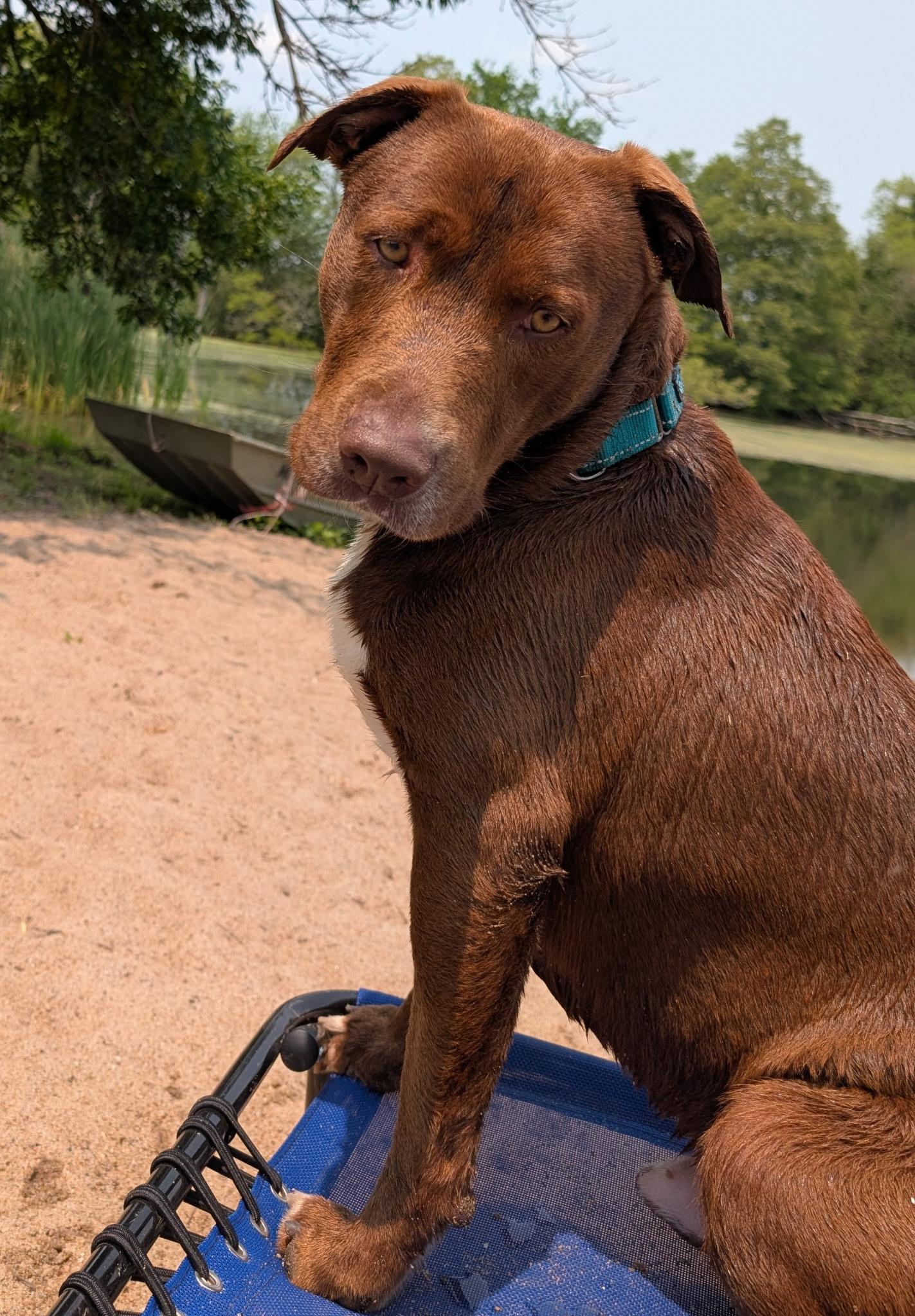Fabio, a Adoptable mixed breed in Richmond, MO image 3/4