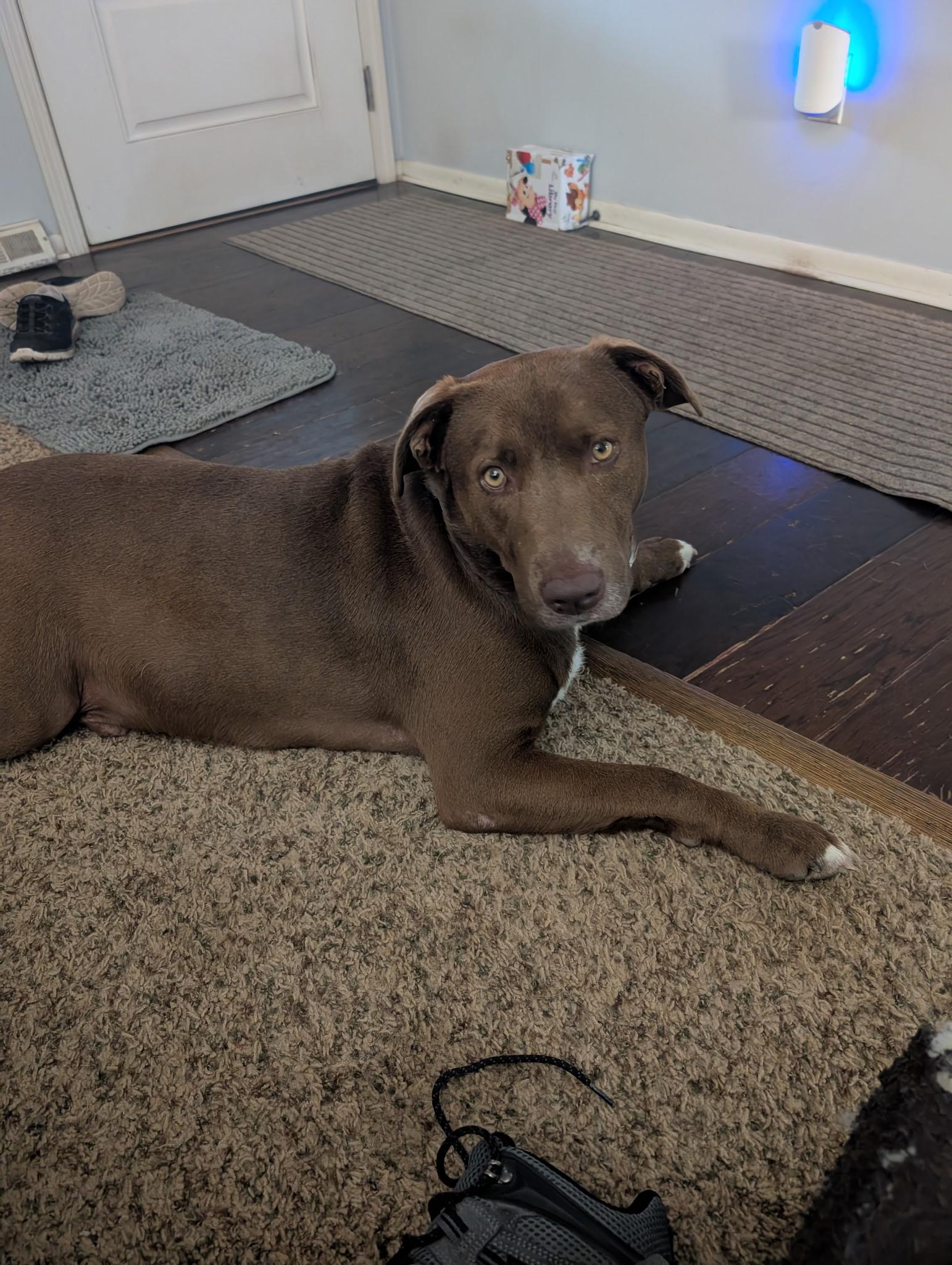 Fabio, a Adoptable mixed breed in Richmond, MO image 4/4