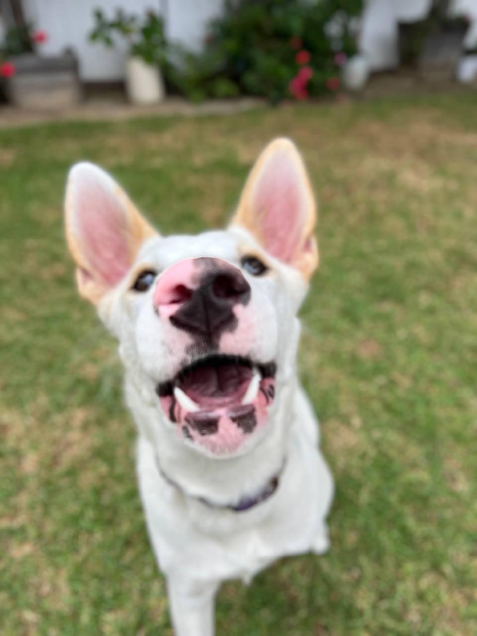 Amber, a Adoptable Shepherd in Los Angeles, CA image 2/5