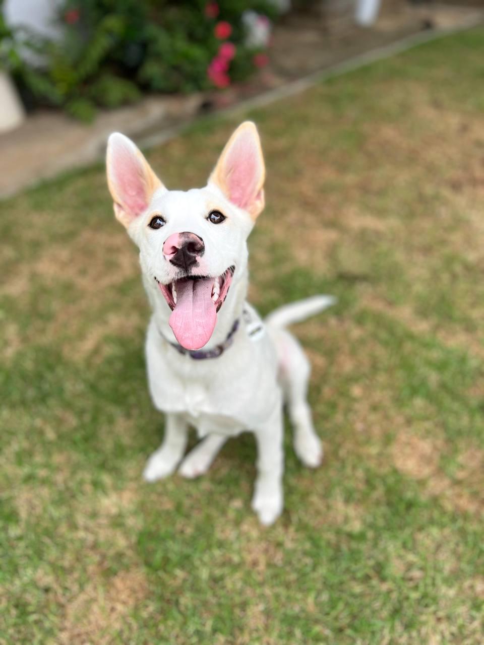 Amber, a Adoptable Shepherd in Los Angeles, CA image 3/5