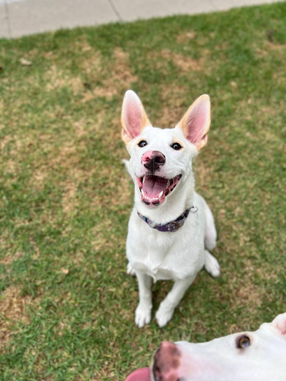Amber, a Adoptable Shepherd in Los Angeles, CA image 4/5