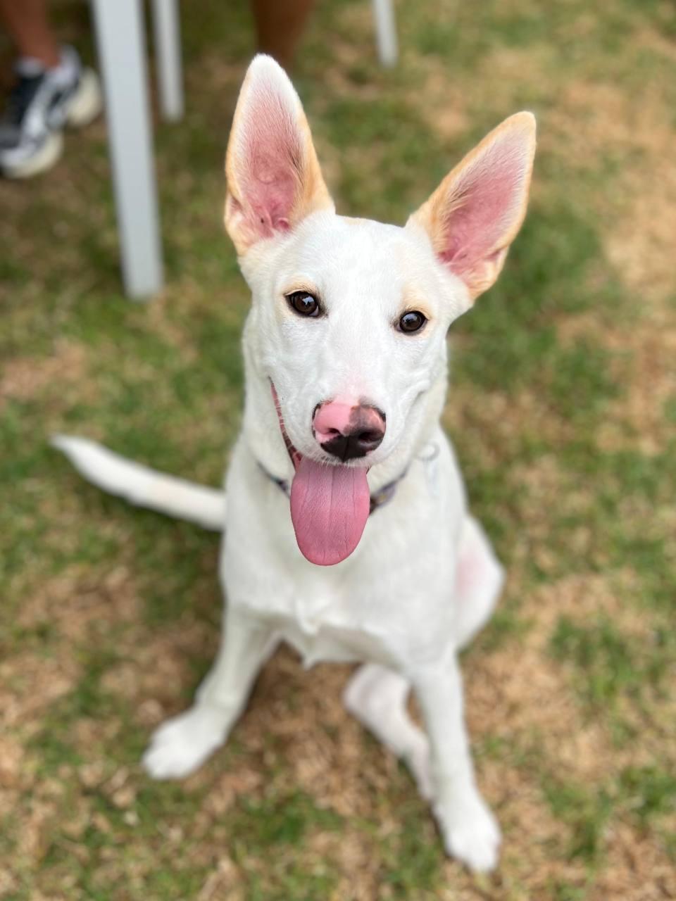 Amber, a Adoptable Shepherd in Los Angeles, CA image 5/5
