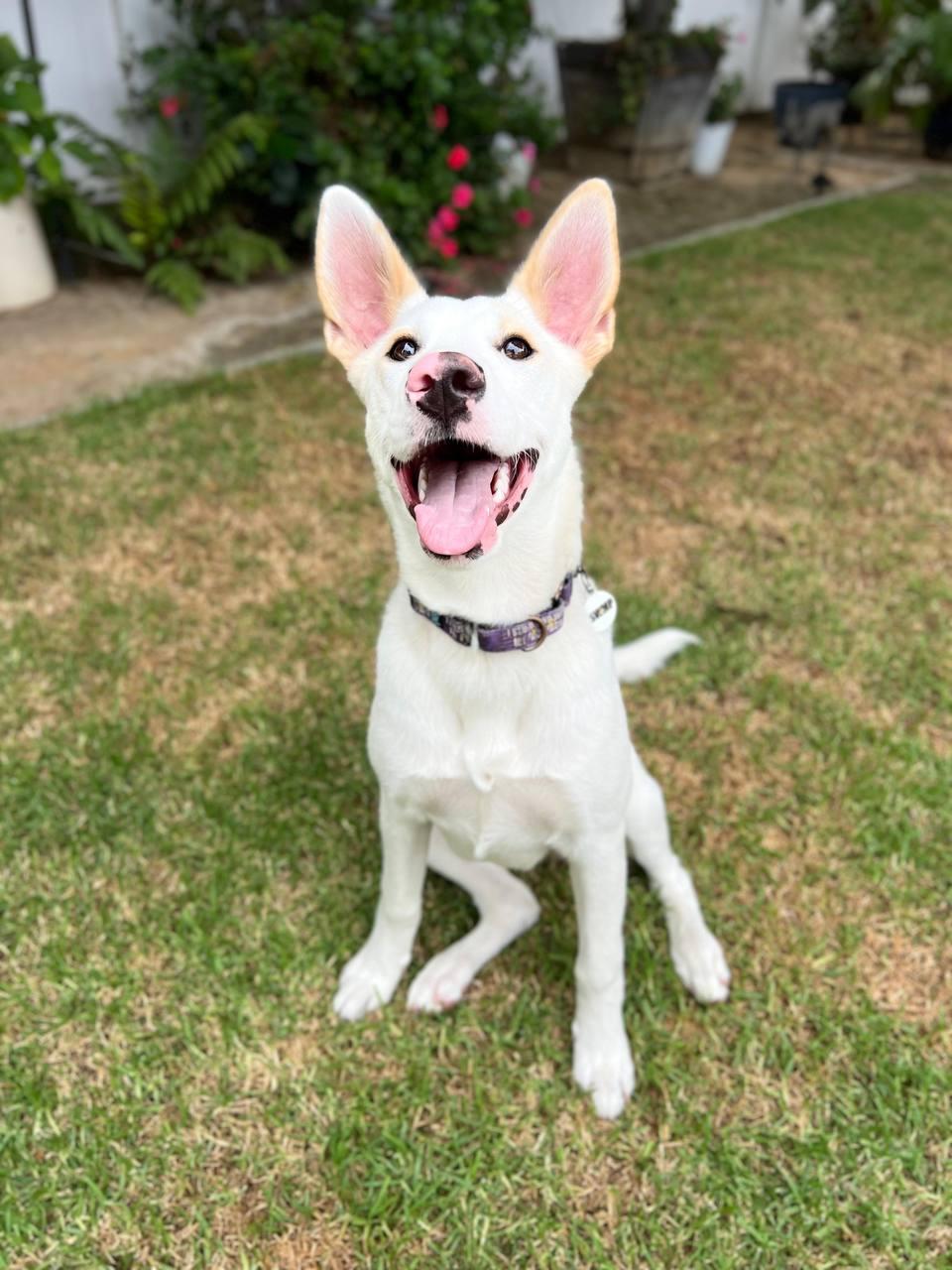 Amber, a Adoptable Shepherd in Los Angeles, CA image 1/5