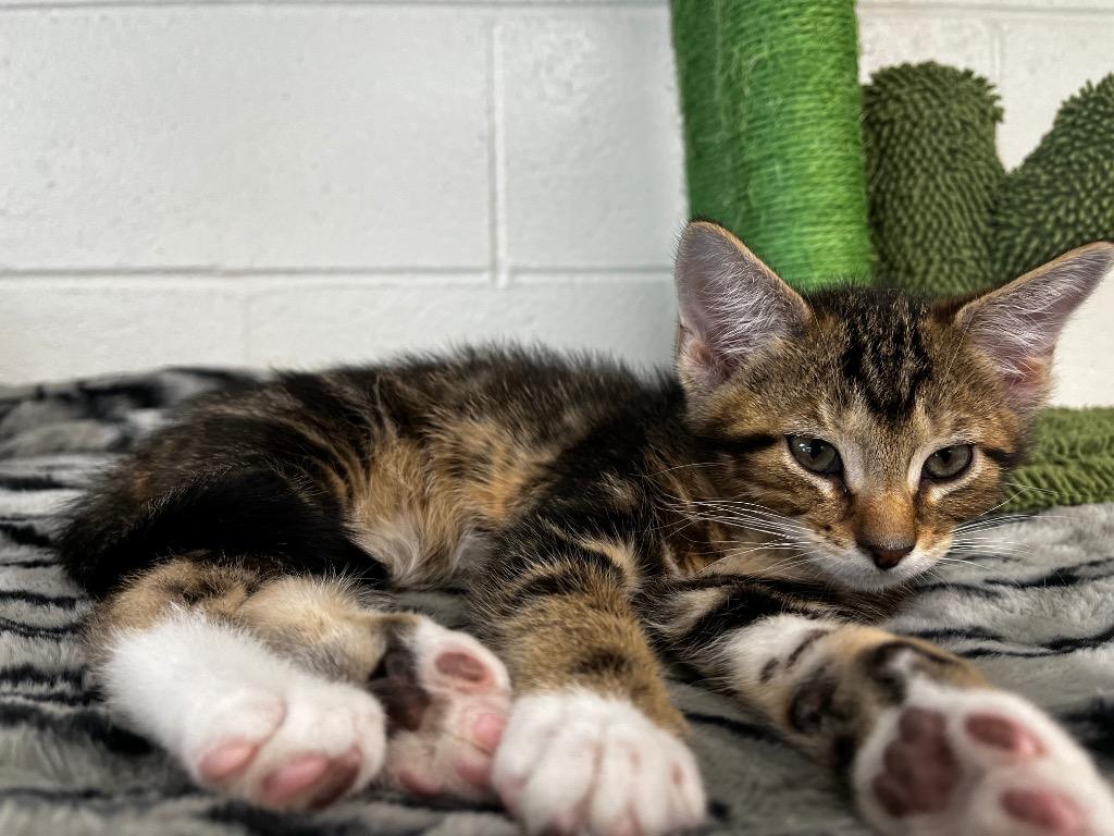 Po-Boy, Adopted, Kitten Male Domestic Short Hair.