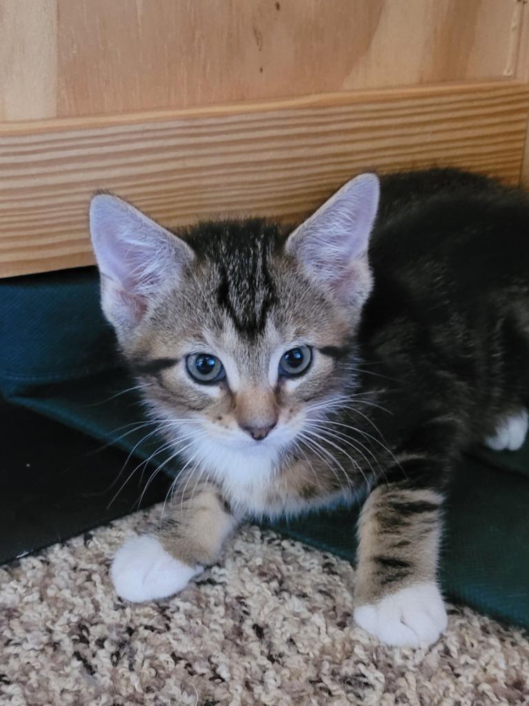 Po-Boy, a Adoptable mixed breed in Logan, UT image 2/2