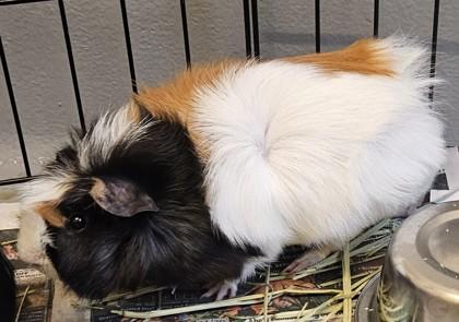 Thomas, Adoptable, Young Male Guinea Pig & Guinea Pig.