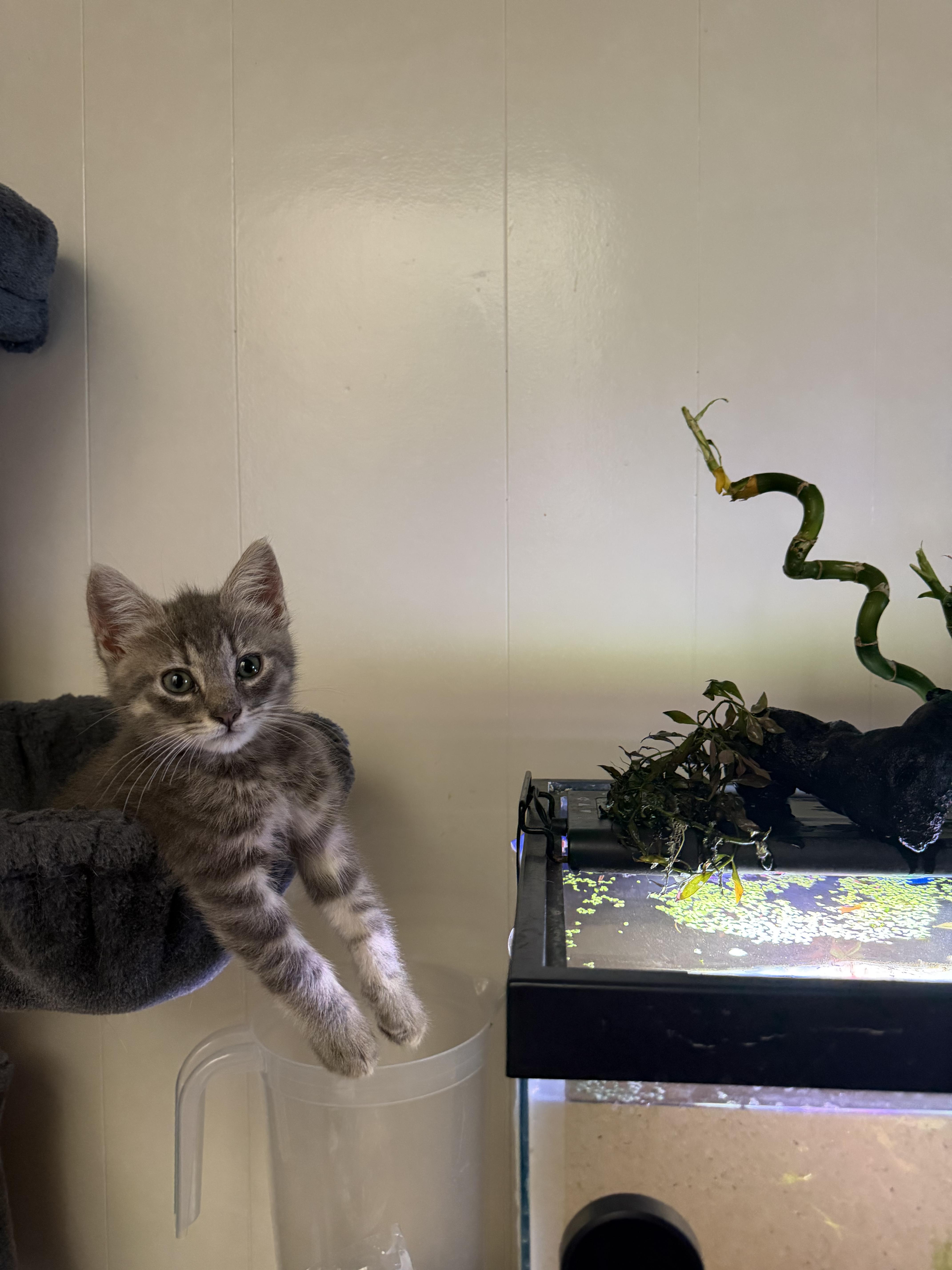 Tiger !, Adoptable, Kitten Male Domestic Medium Hair.