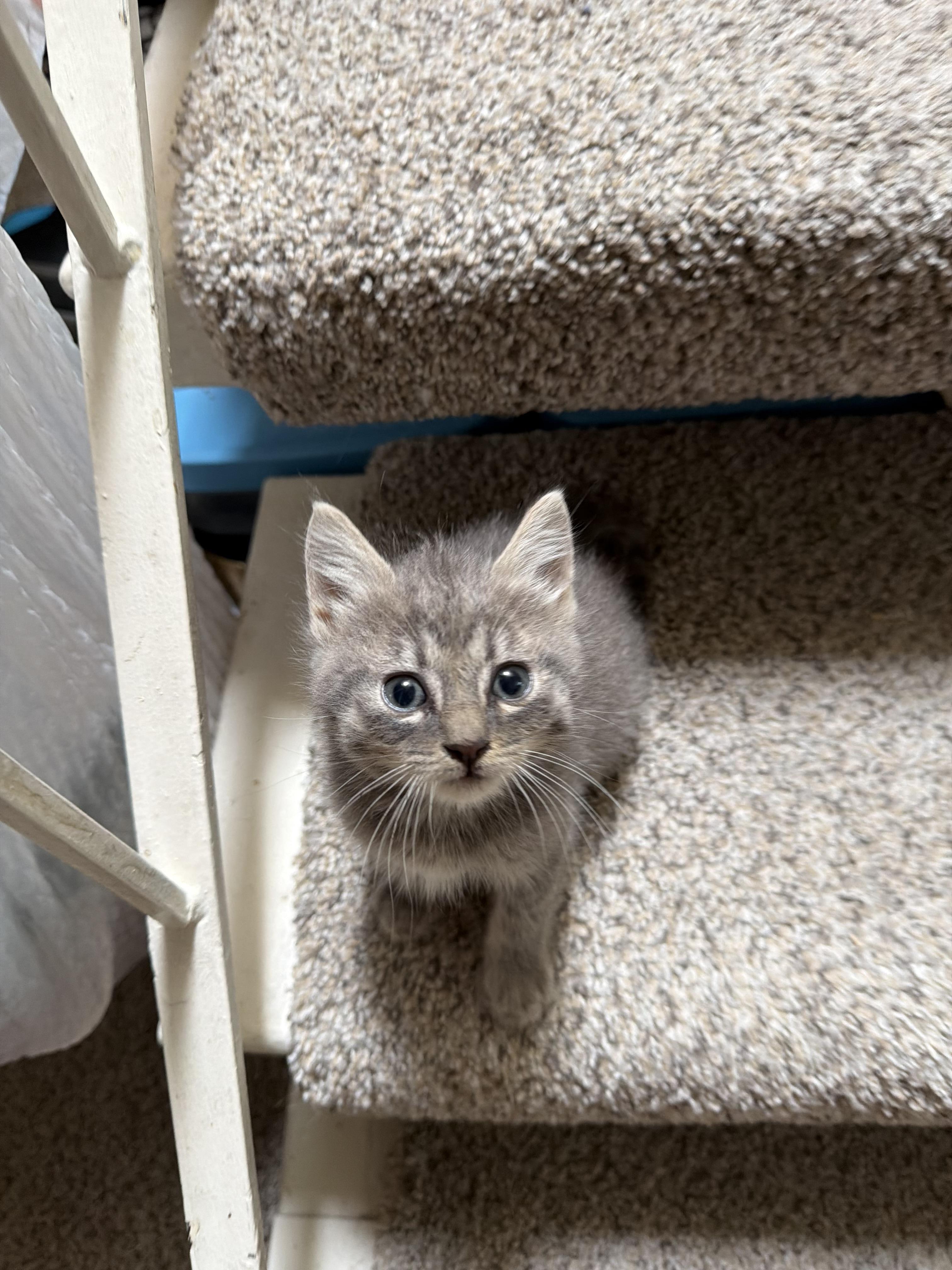 Tiger !, a Adoptable Domestic Medium Hair in Rio Linda, CA image 2/2
