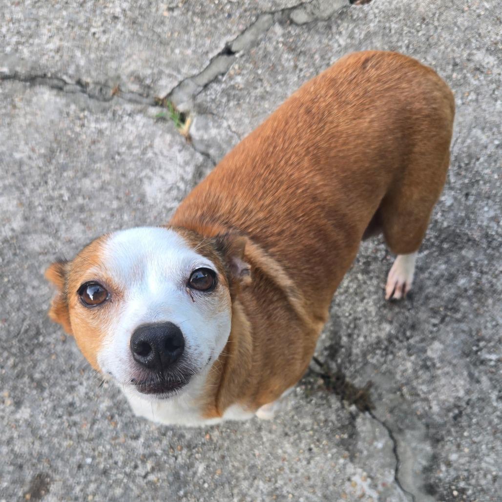 Enlarge Annette, a Adoptable Chihuahua in Katy, TX image 1/1