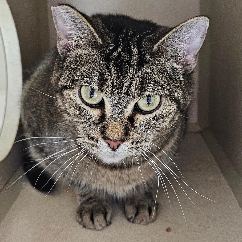 Enlarge Olive, a Adoptable Domestic Short Hair in Grinnell, IA image 1/2