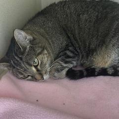 Enlarge Olive, a Adoptable Domestic Short Hair in Grinnell, IA image 2/2