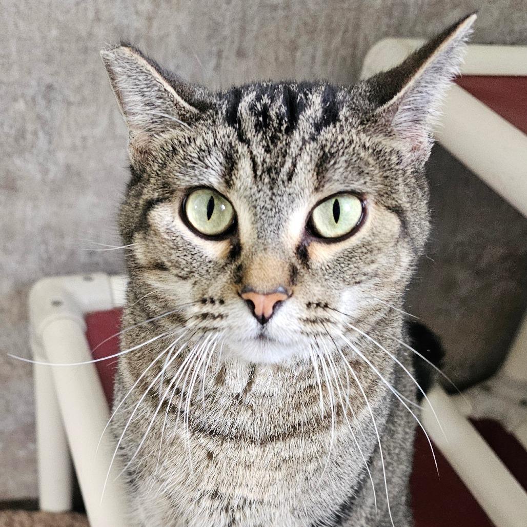 Olive, a Adoptable Domestic Short Hair in Grinnell, IA image 3/3