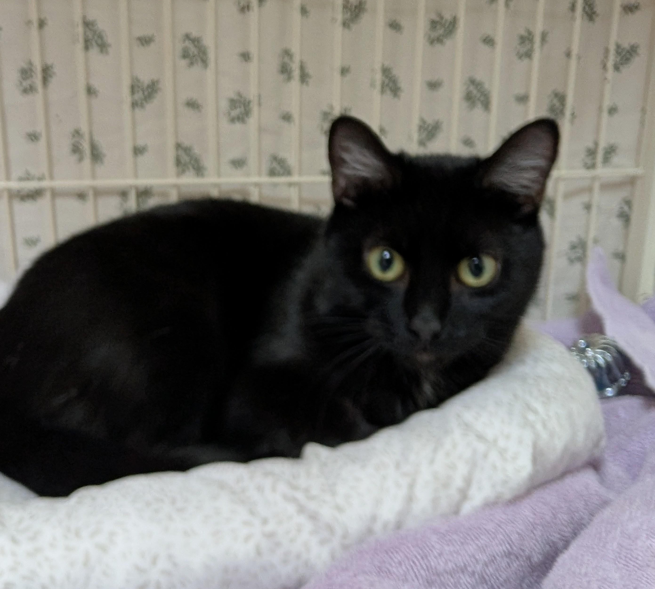 Binx, adoptable, Adult Female Domestic Short Hair.