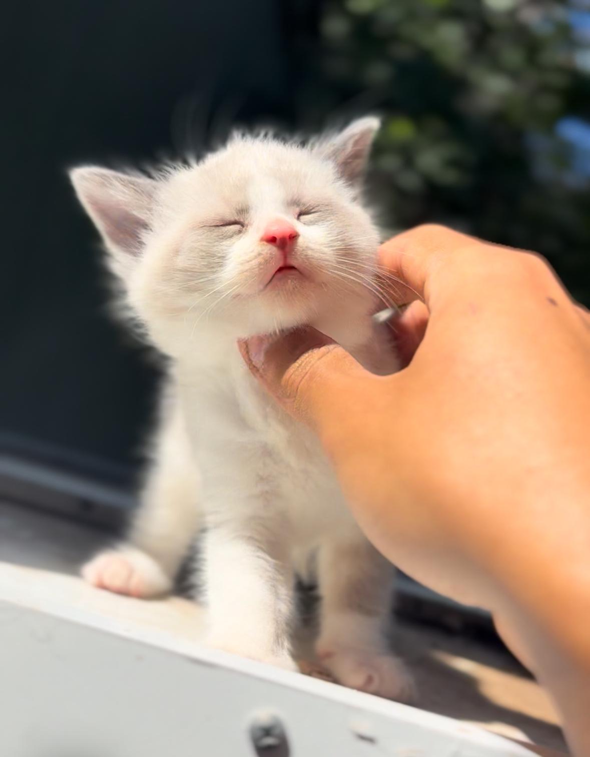 Miso, ADOPTABLE, Young Male Snowshoe & Turkish Angora.