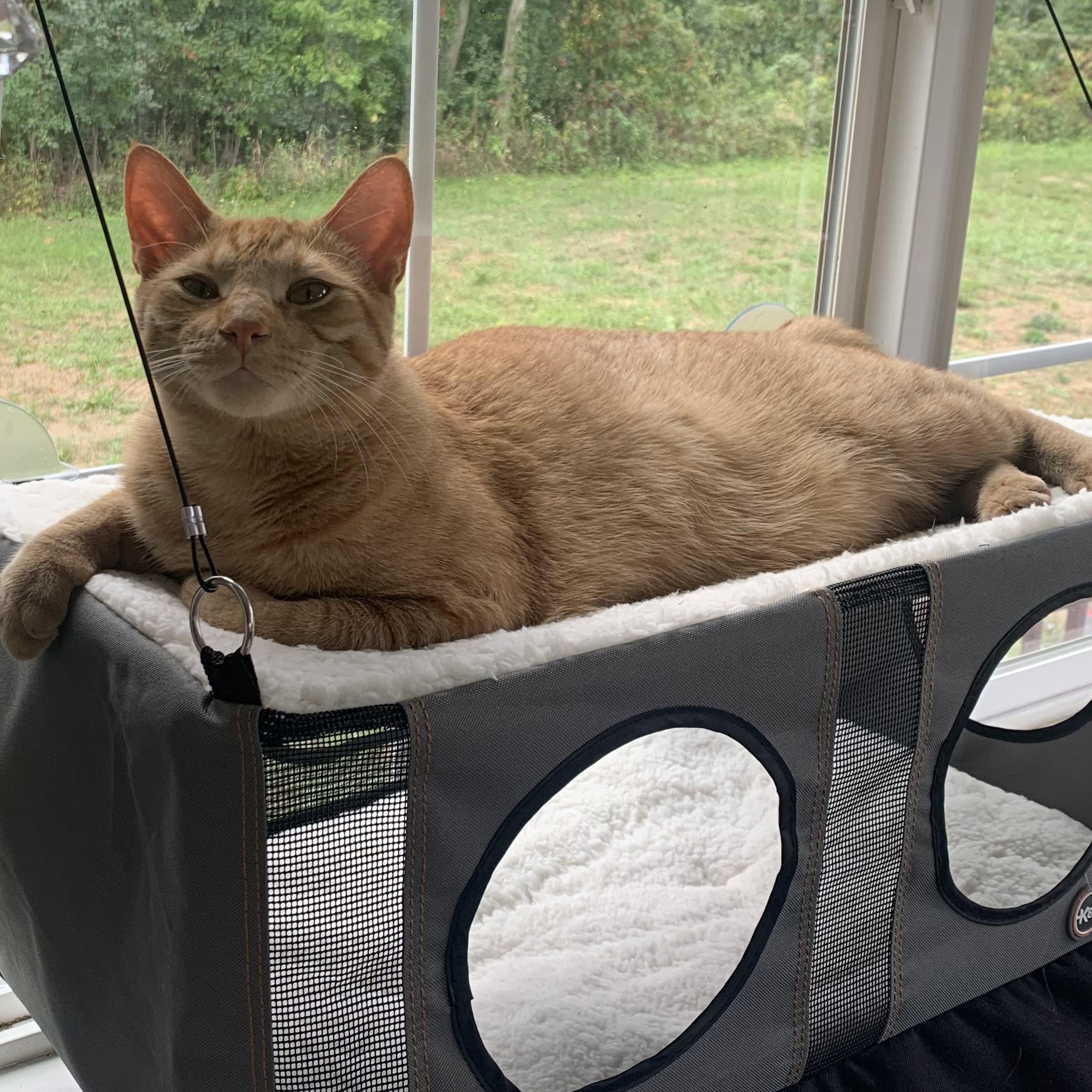 Enlarge Franklin, a Adoptable Domestic Short Hair in Avon, NY image 2/2