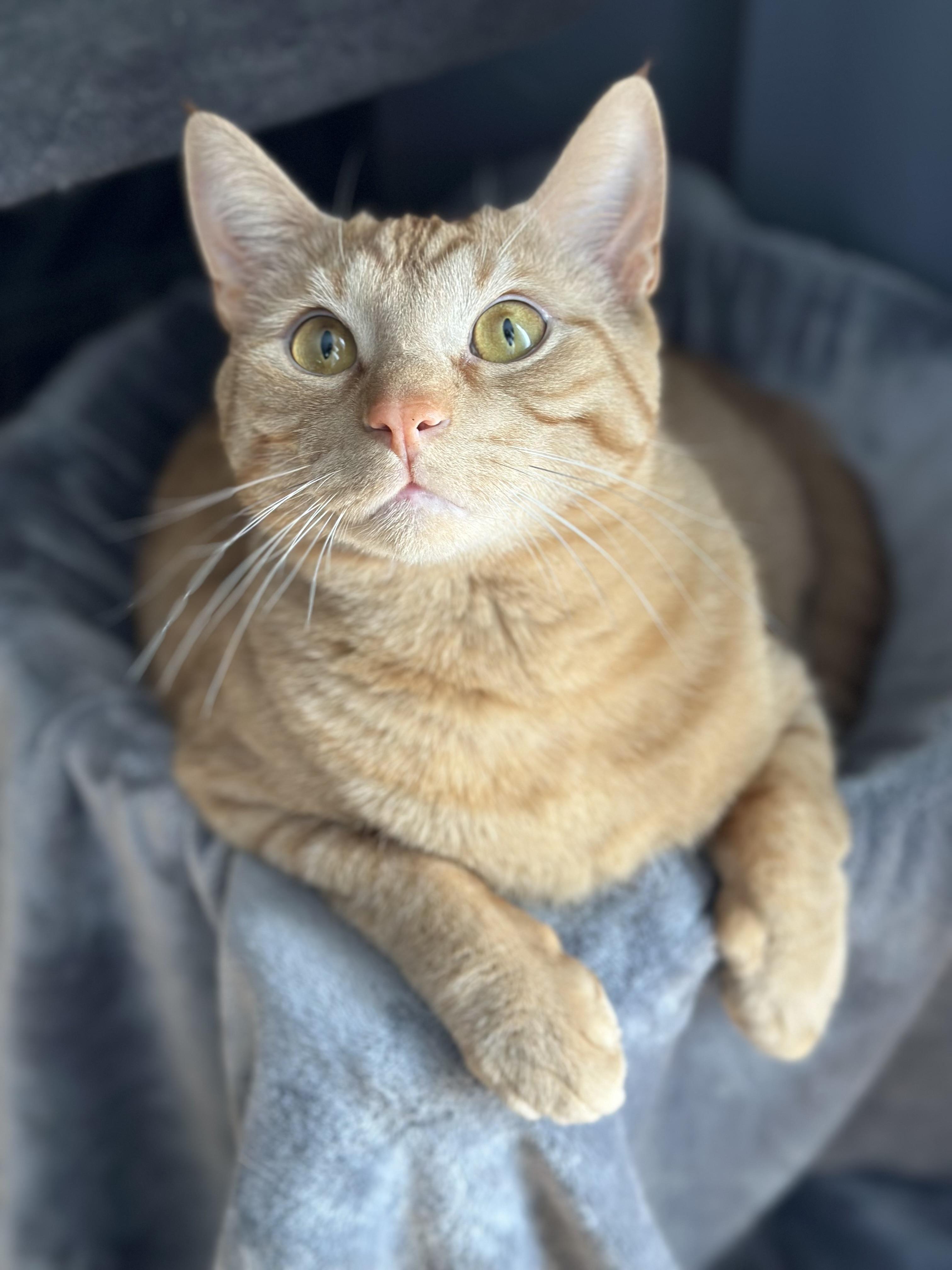 Franklin, Adoptable, Adult Male Domestic Short Hair.