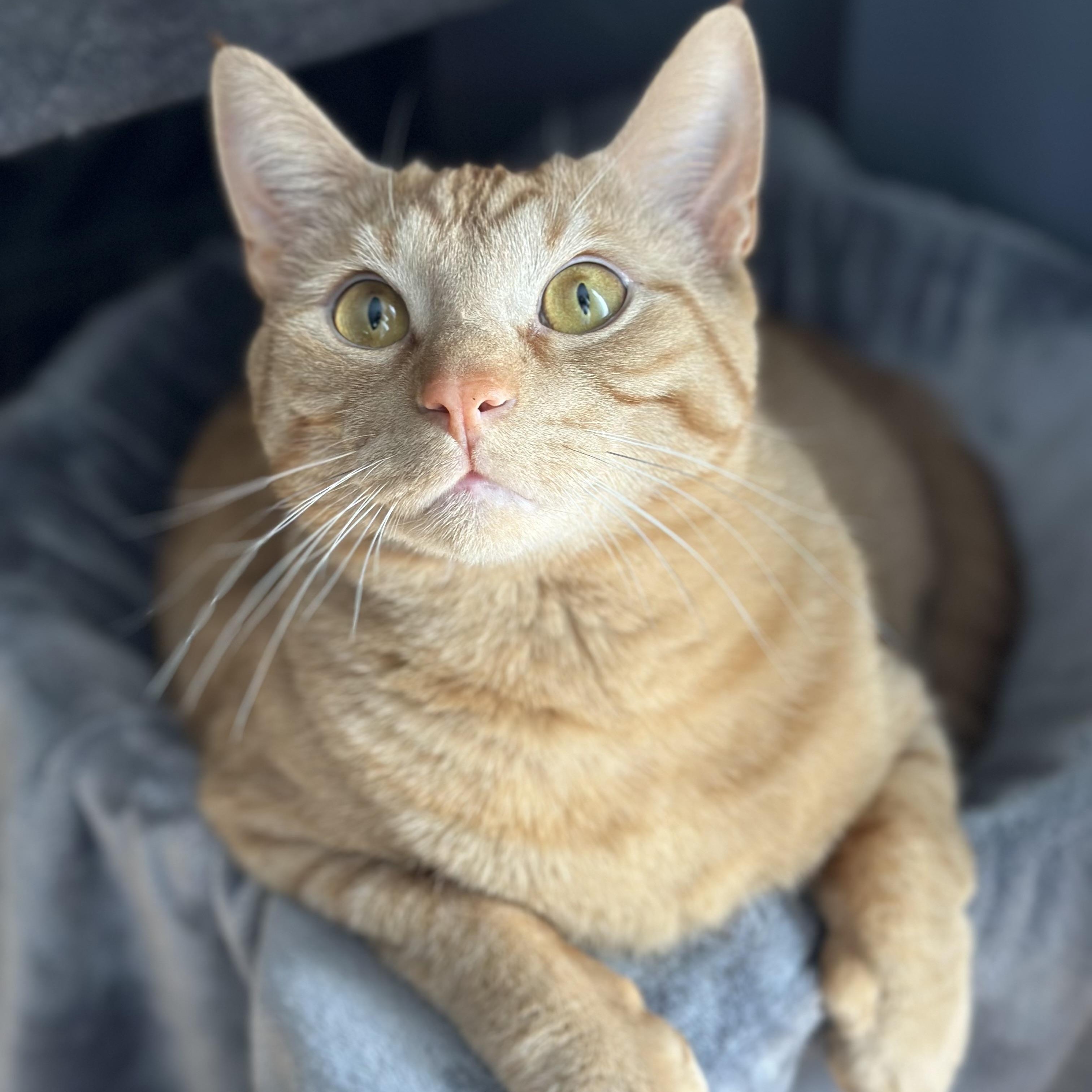 Franklin, a Adoptable Domestic Short Hair in Avon, NY image 1/2