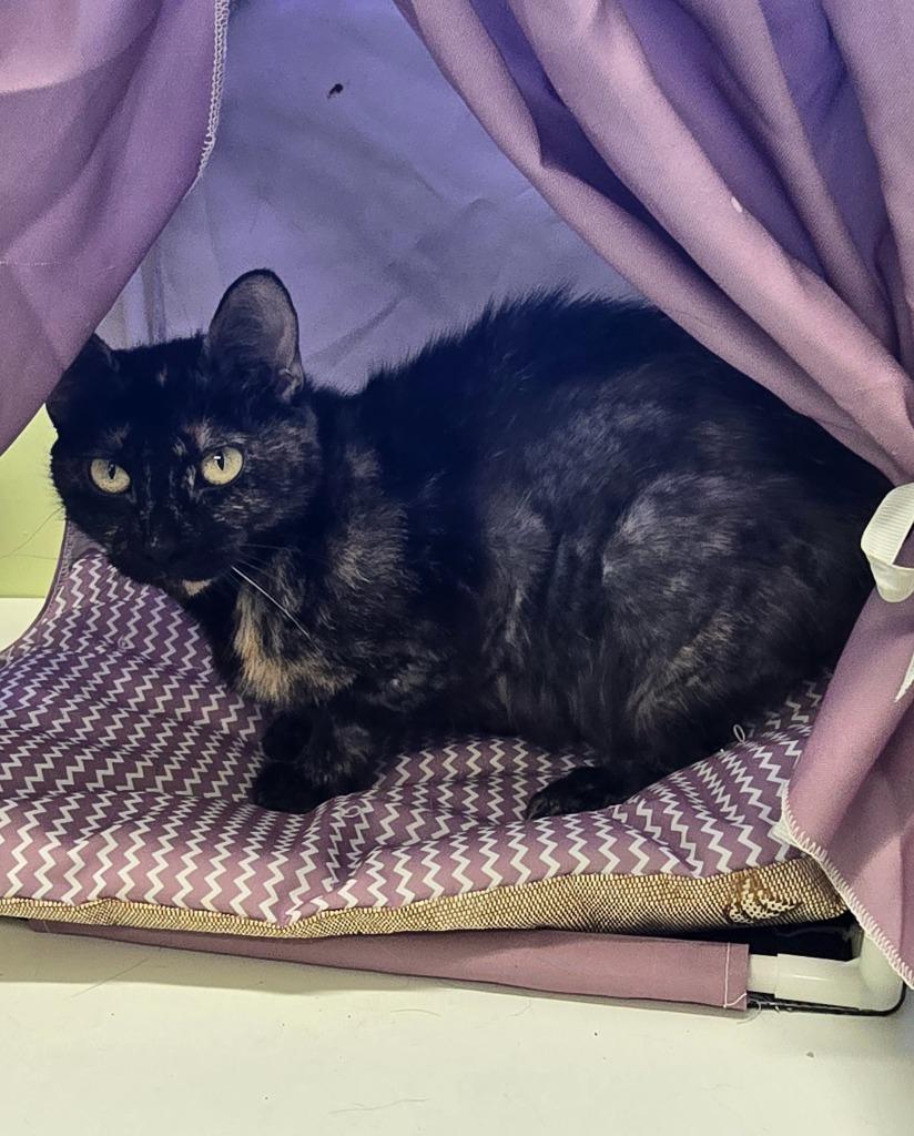 Gravel Quarry, Adoptable, Young Female Tortoiseshell.