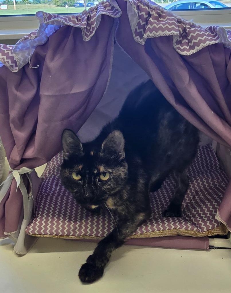 Enlarge Gravel Quarry, a Adoptable Tortoiseshell in Auburn, IN image 2/3