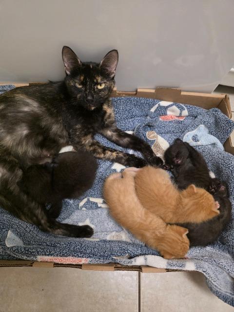 Enlarge Gravel Quarry, a Adoptable Tortoiseshell in Auburn, IN image 3/3