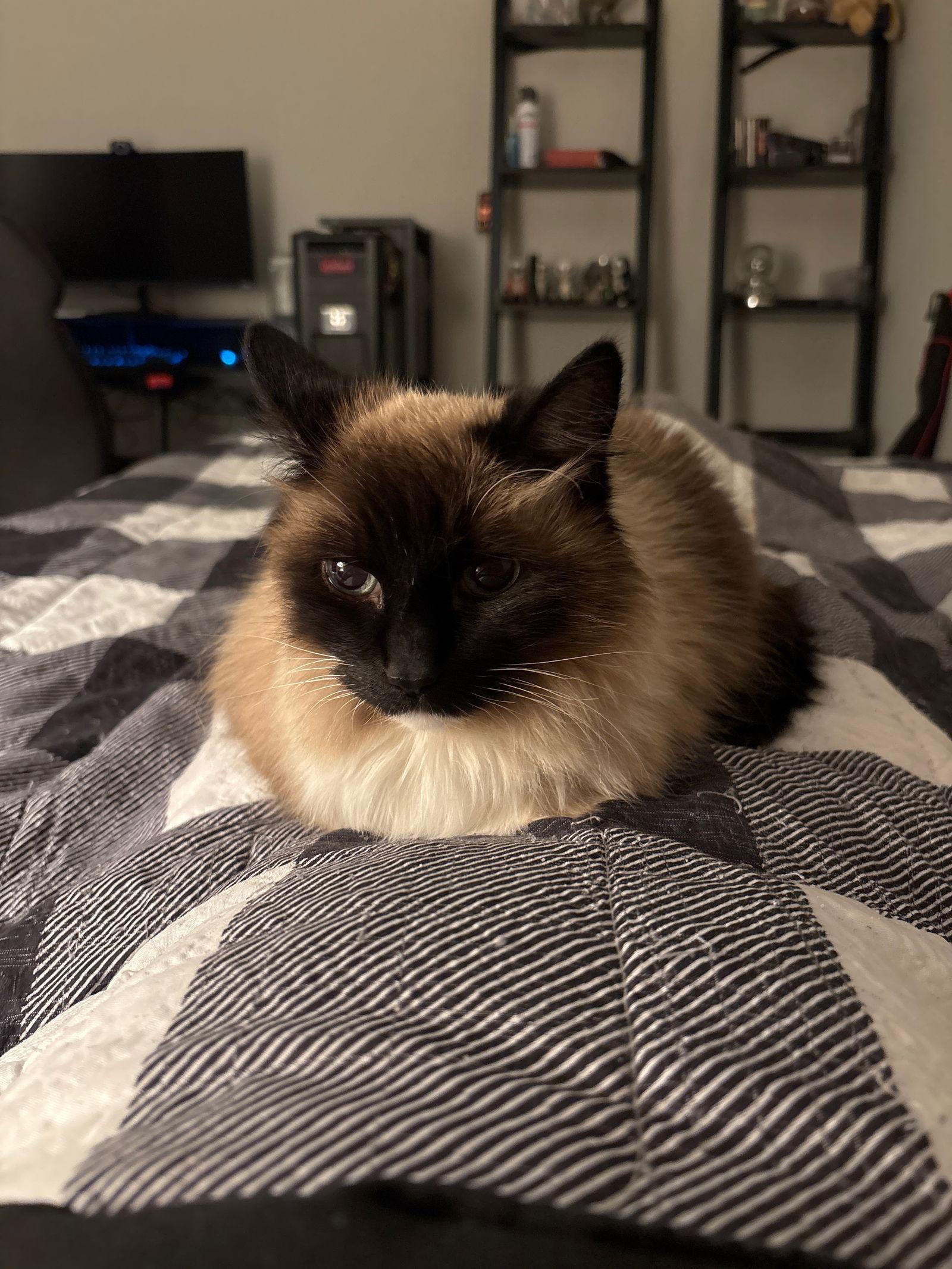 Izzy, Adopted, Adult Female Siamese.