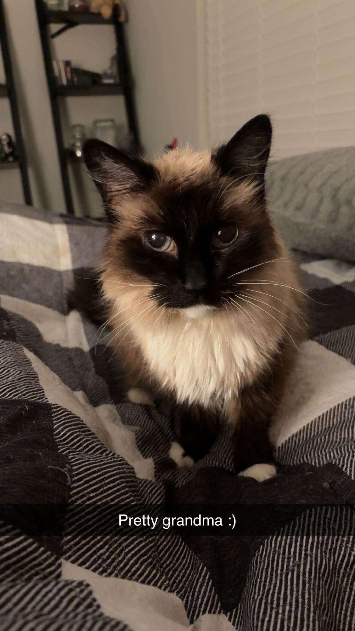 Enlarge Izzy, a Adopted Siamese in Irving, TX image 2/2