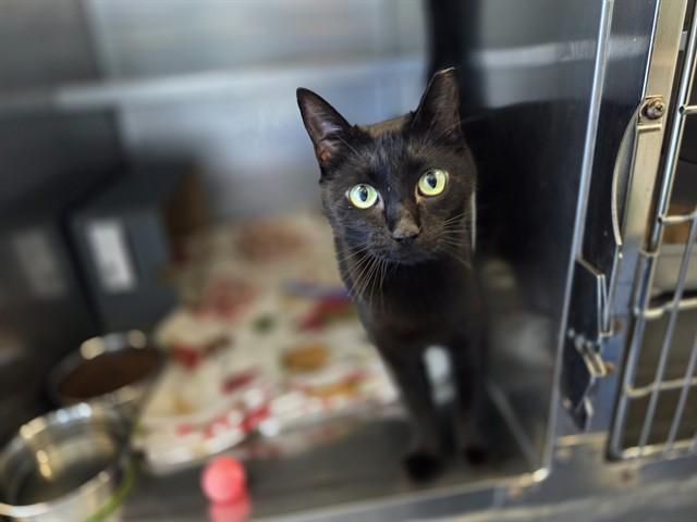 TINA, Adoptable, Adult Female Domestic Short Hair.