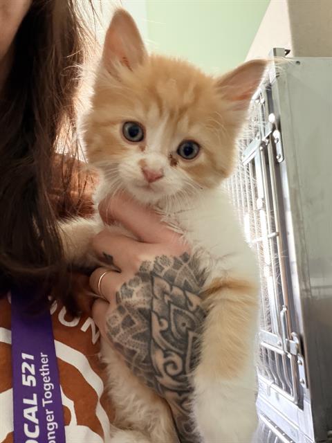 GINGER POP* HAS IP, Adoptable, Kitten Male Domestic Medium Hair.