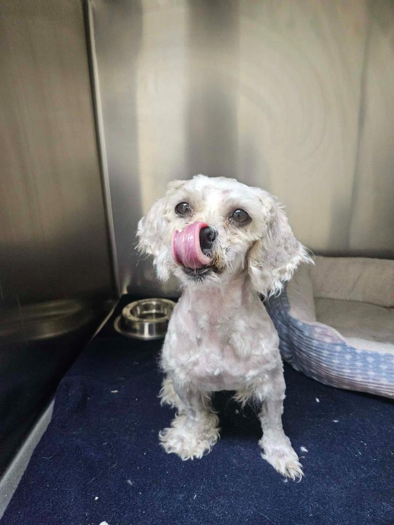 Frankie, Adopted, Adult Female Bichon Frise & Shih Tzu.