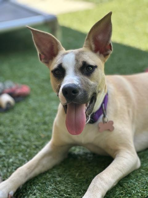 Veronica, Adoptable, Young Female Australian Kelpie & Mixed Breed.