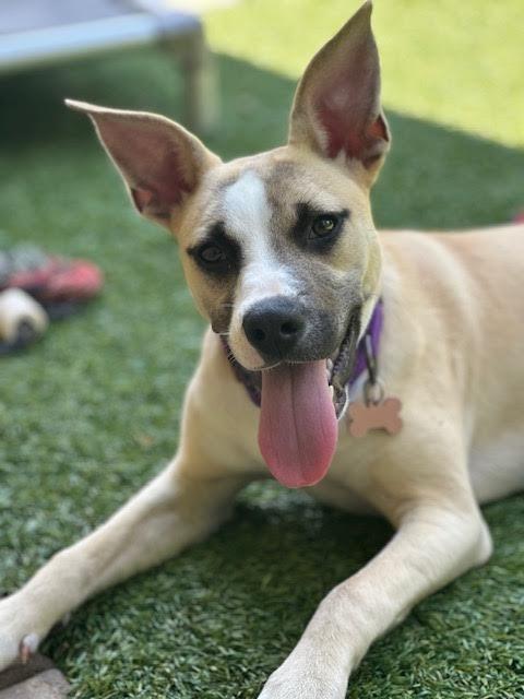 Veronica, a Adoptable mixed breed in Madison, GA image 2/6