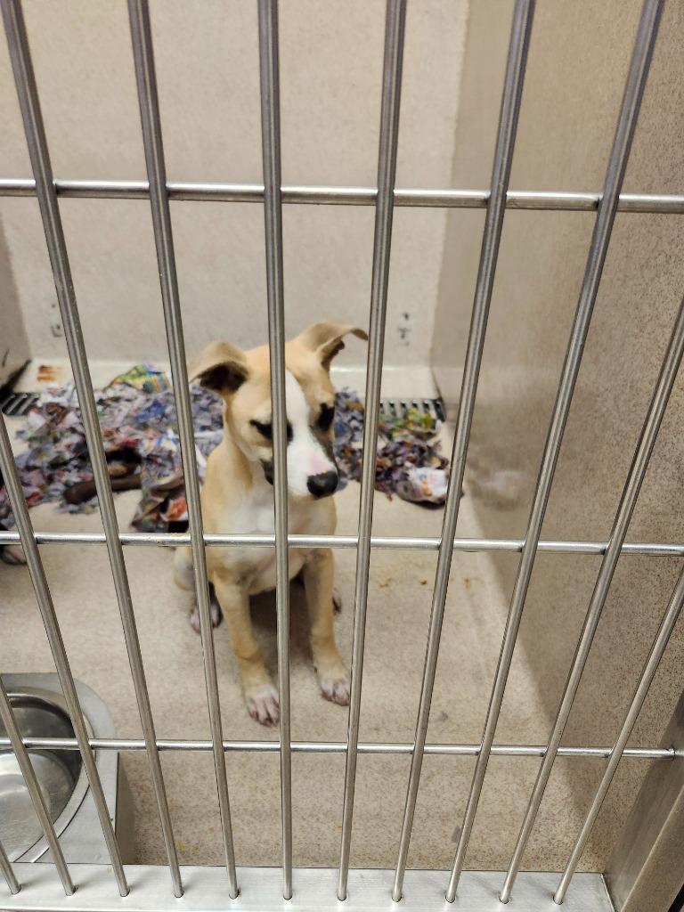 Veronica, a Adoptable mixed breed in Madison, GA image 3/6