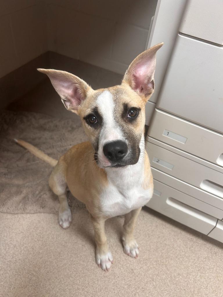 Veronica, a Adoptable mixed breed in Madison, GA image 4/6