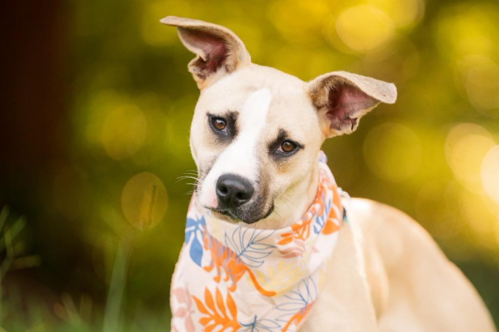 Veronica, a Adoptable mixed breed in Madison, GA image 5/6