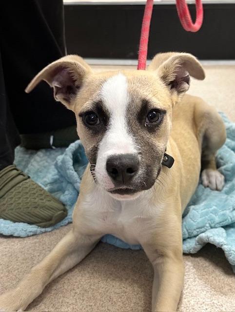 Veronica, a Adoptable mixed breed in Madison, GA image 6/6