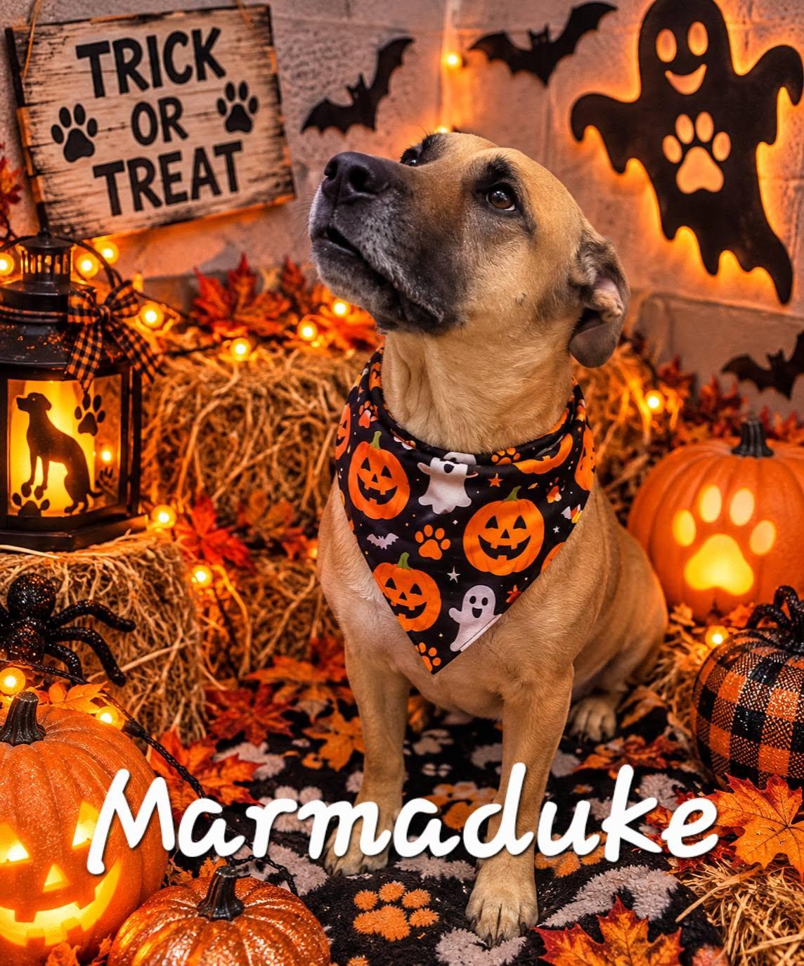 Marmaduke, Adoptable, Adult Male Mixed Breed.