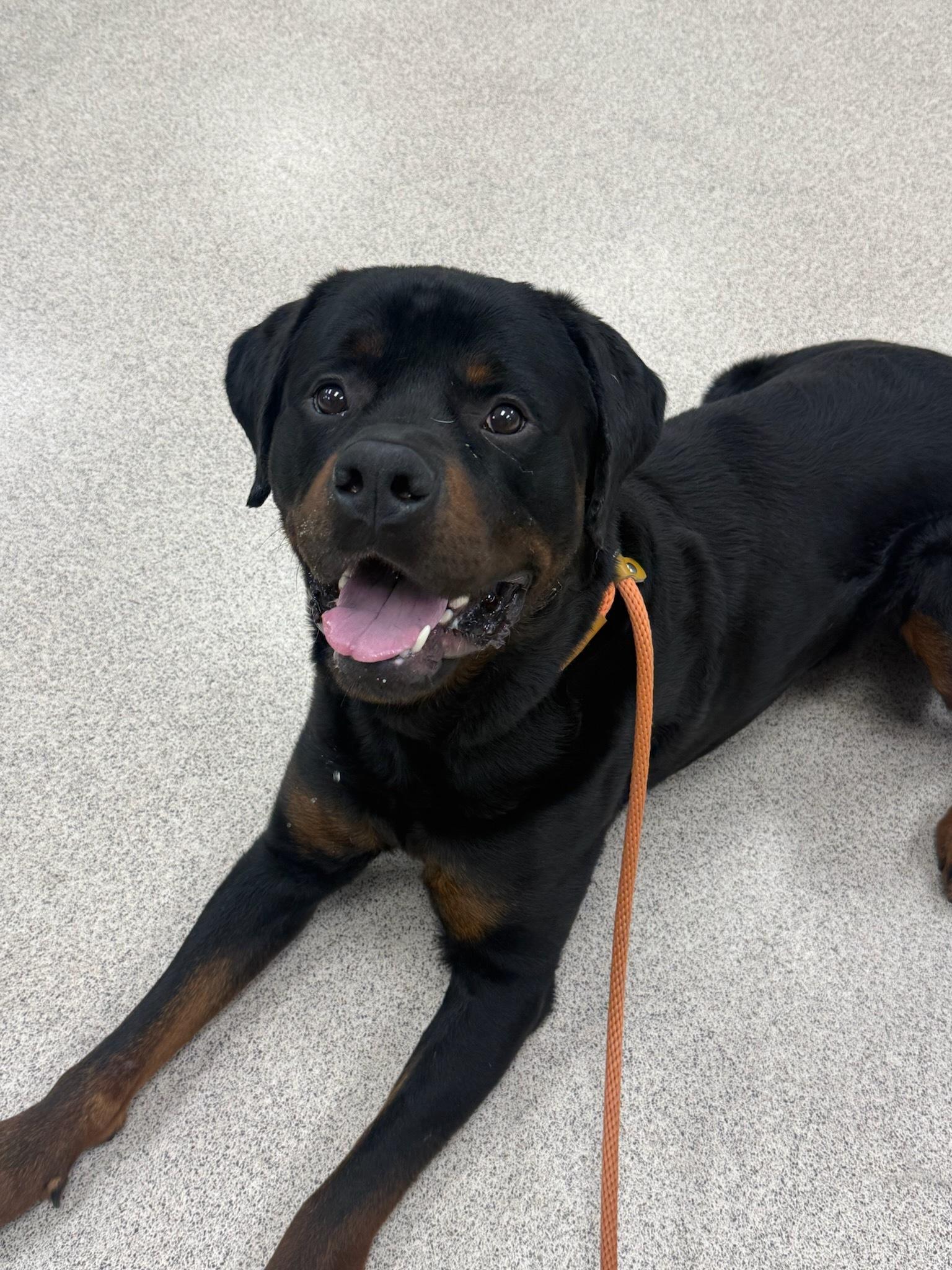 Rocky, ADOPTABLE, Adult Male Rottweiler.