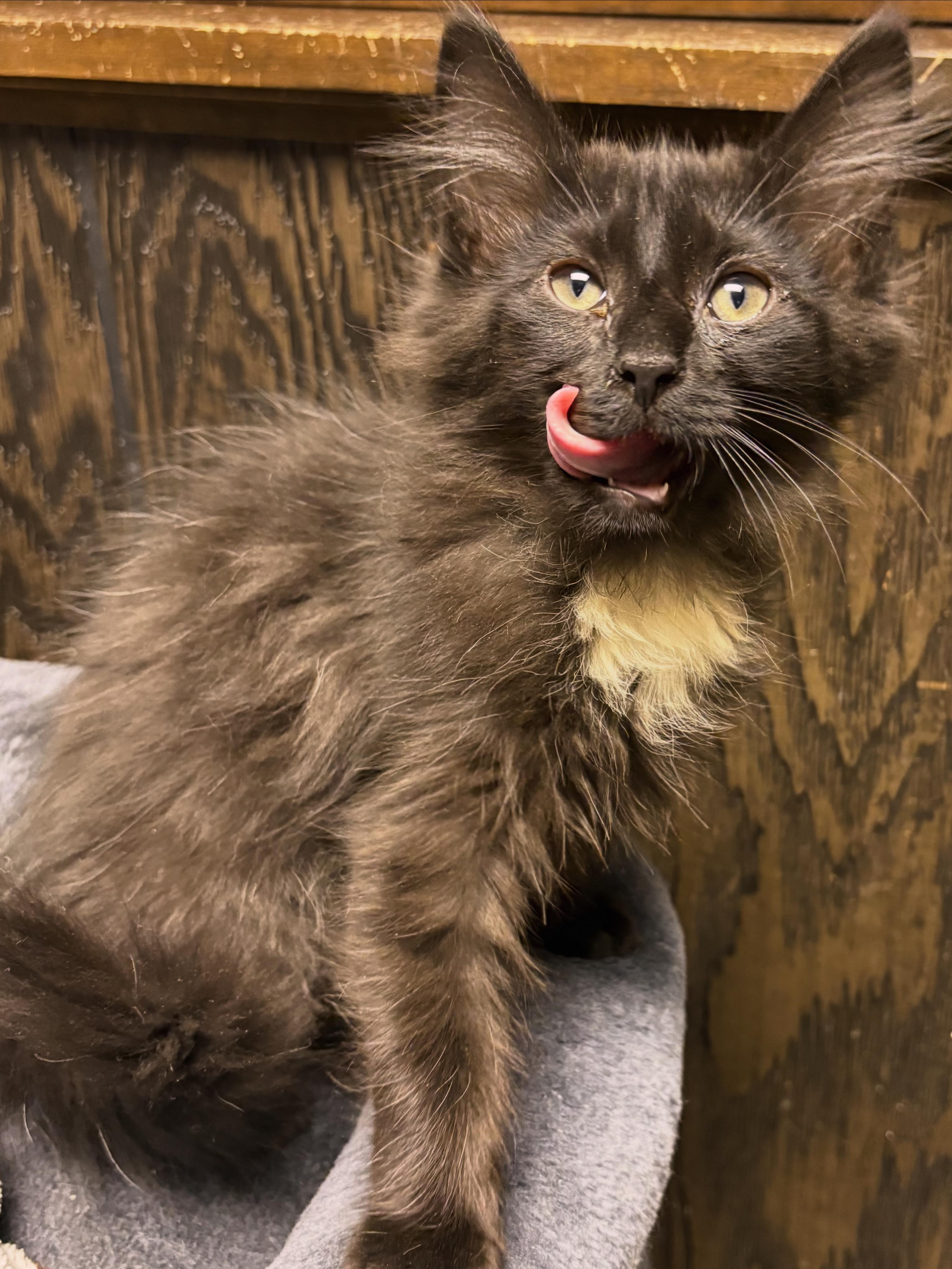 Enlarge Jinx, an adopted Domestic Long Hair in Austintown, OH image 2/2