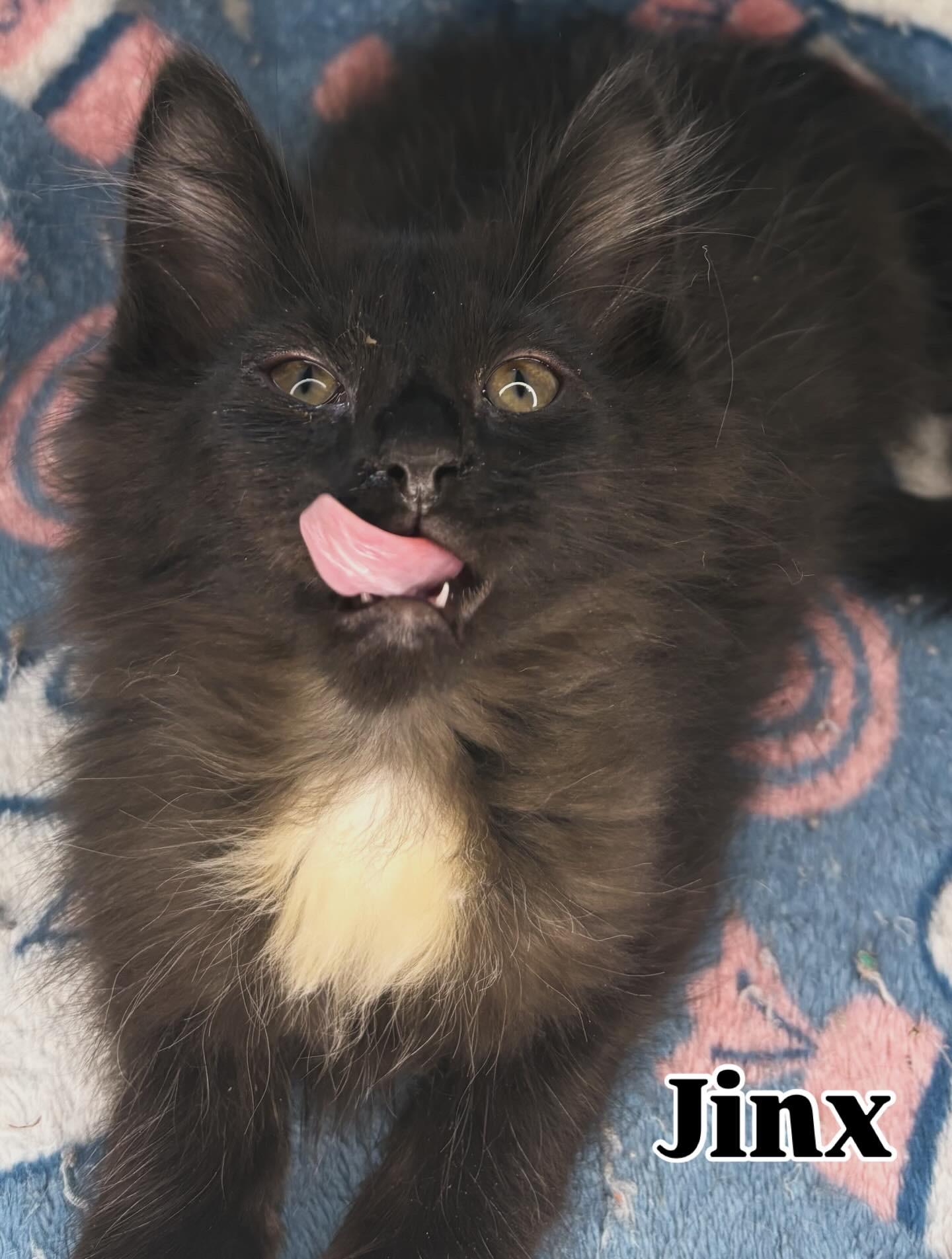 Jinx, adopted, Kitten Male Domestic Long Hair.