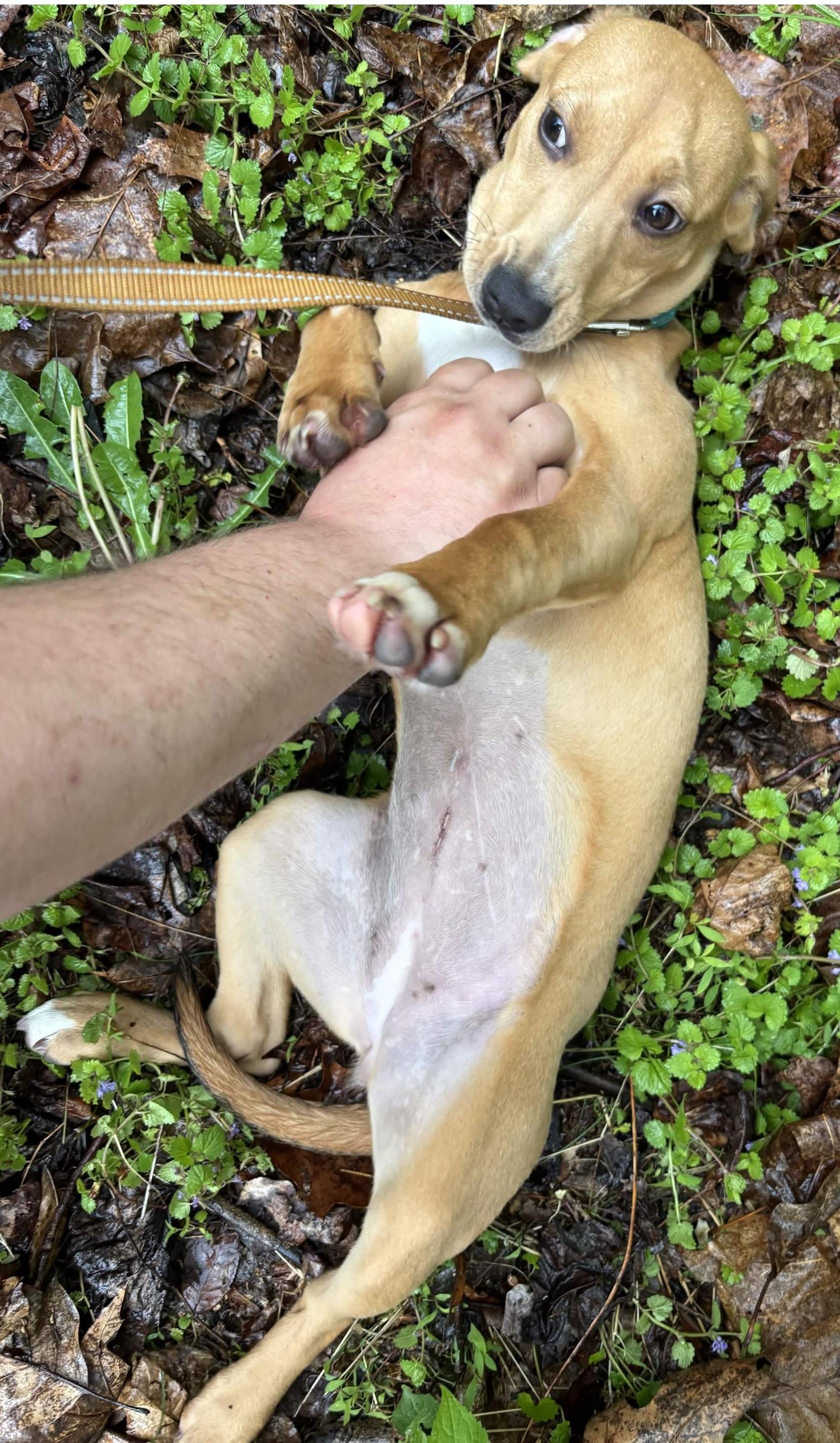 Brittany, a ADOPTABLE mixed breed in Roanoke, VA image 4/4